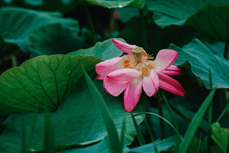 夏雨荷 6