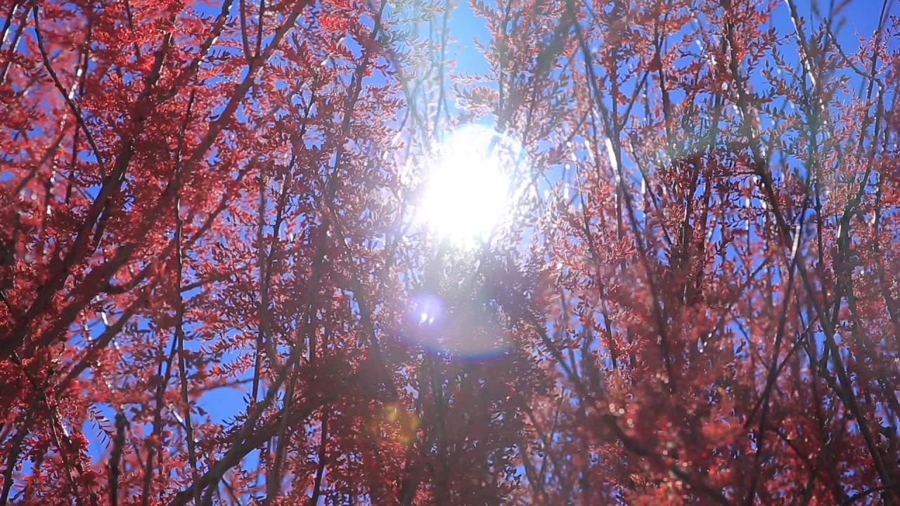 西藏红柳