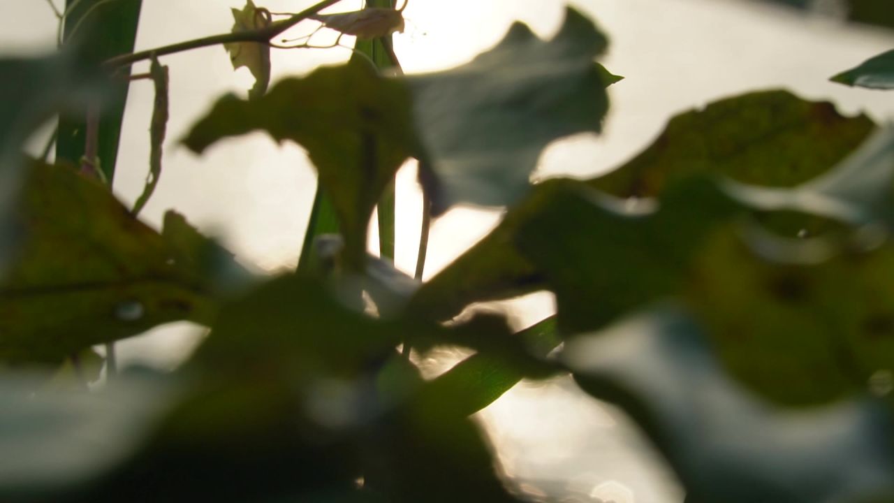 空镜头