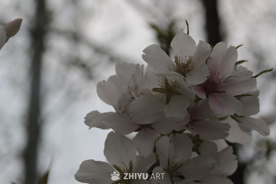 樱花绽放的春天