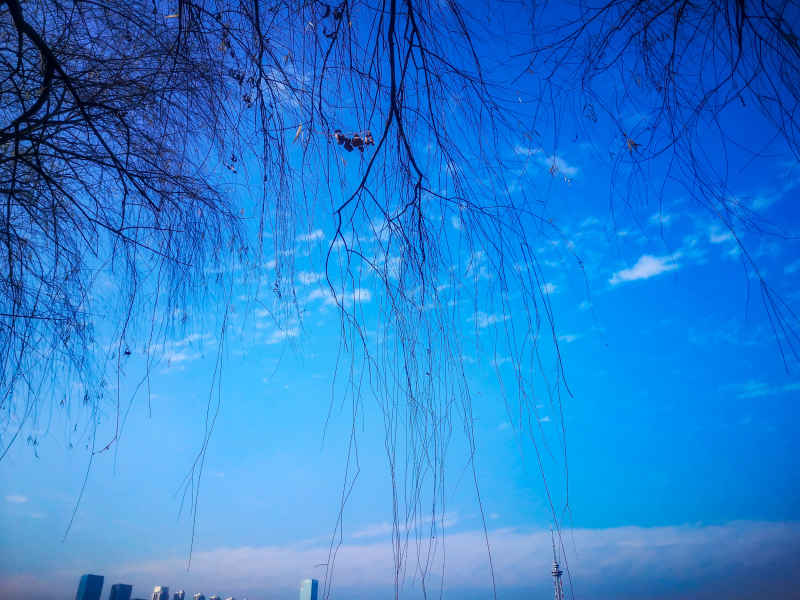 蓝天枯萎树枝植物摄影图 