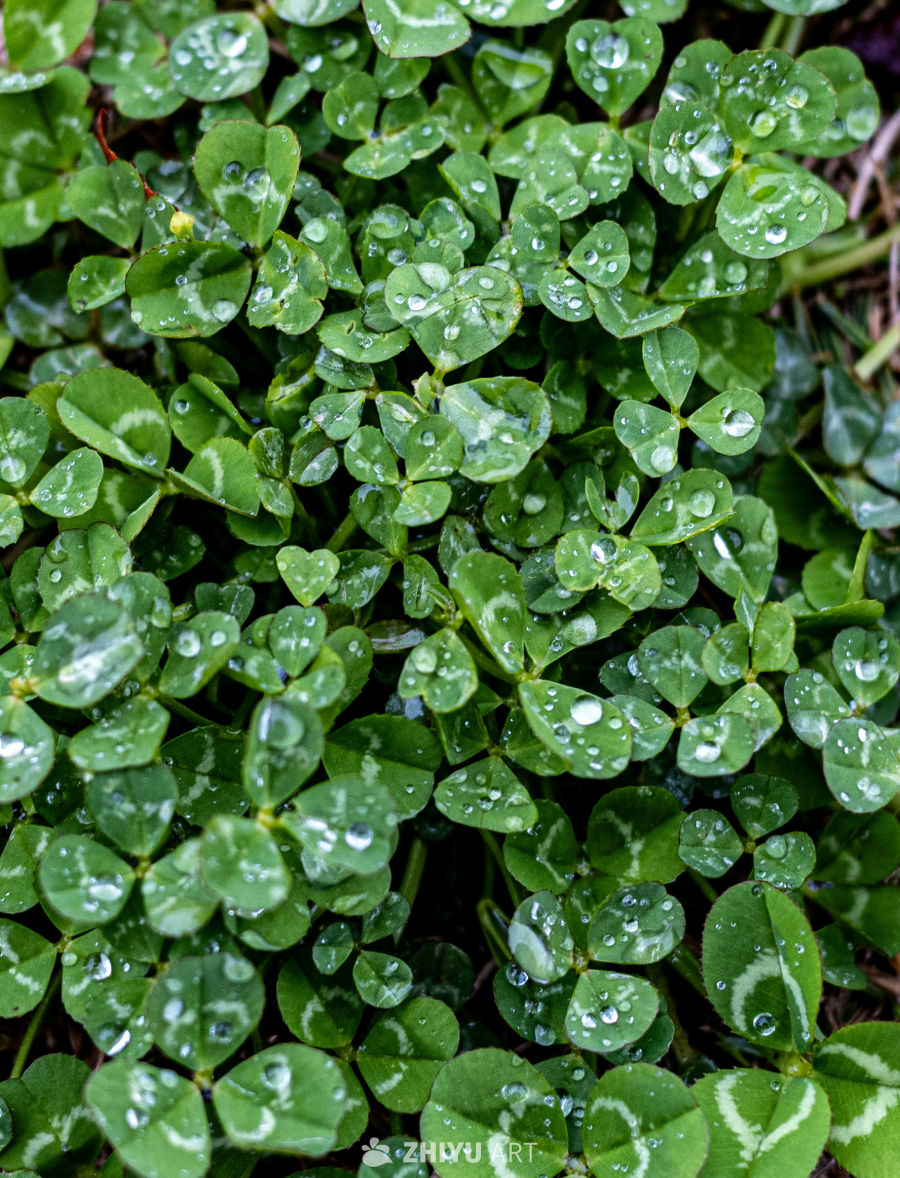 雨下绿草