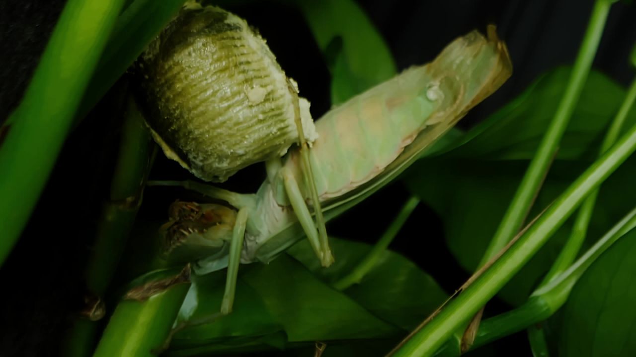 螳螂产卵