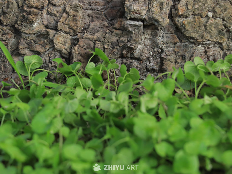 树干与绿色植物