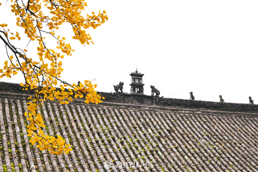 山寺银杏染秋黄