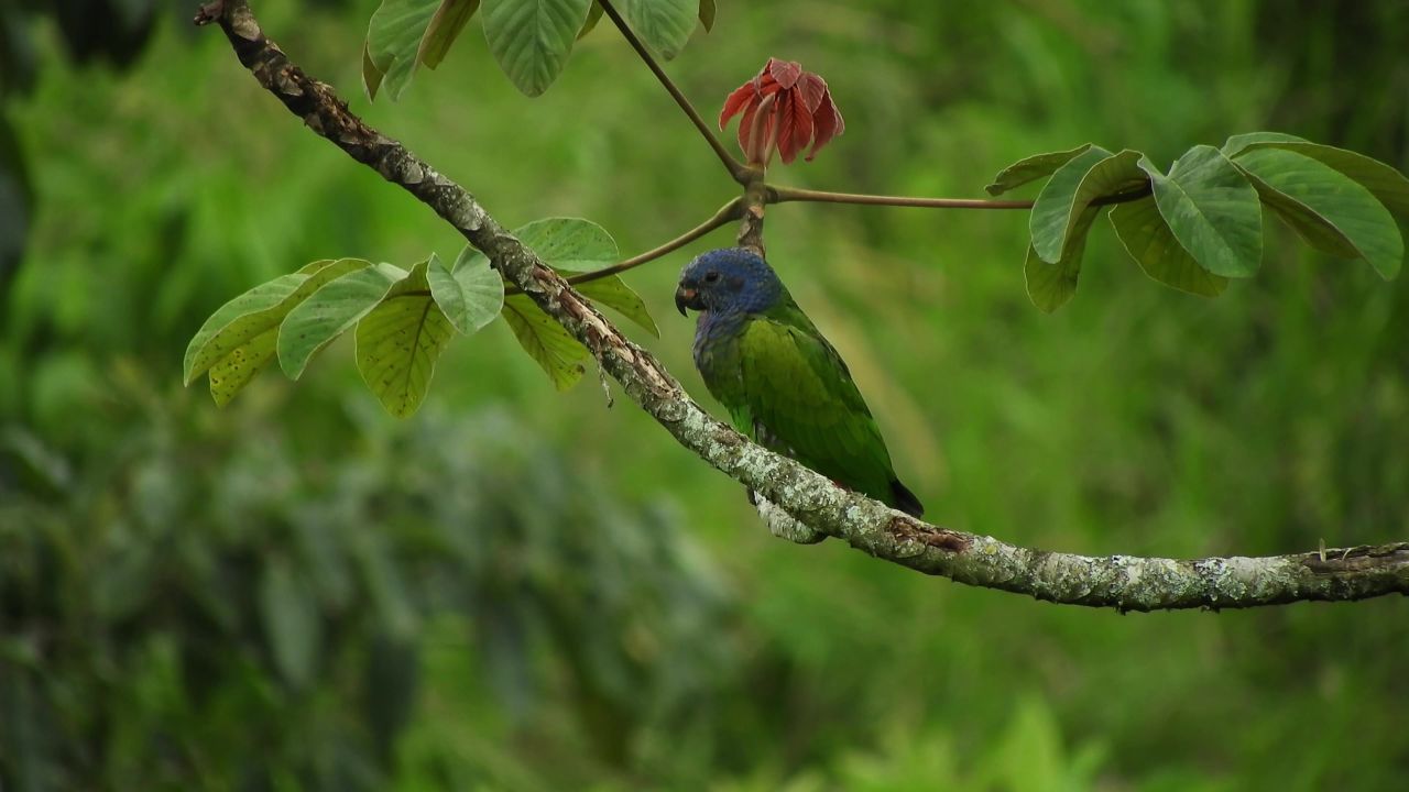 鹦鹉动物哥伦比亚