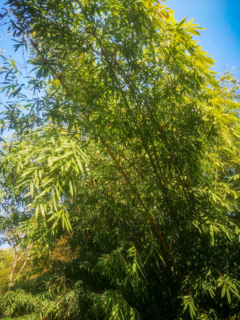 竹林竹叶植物摄影图 