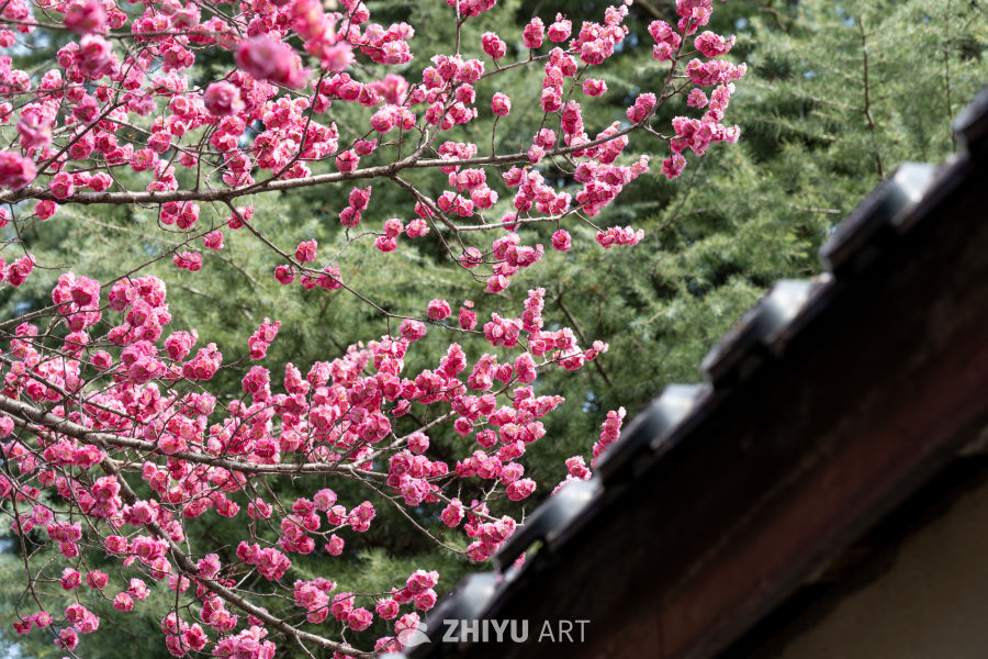 苏景园 1