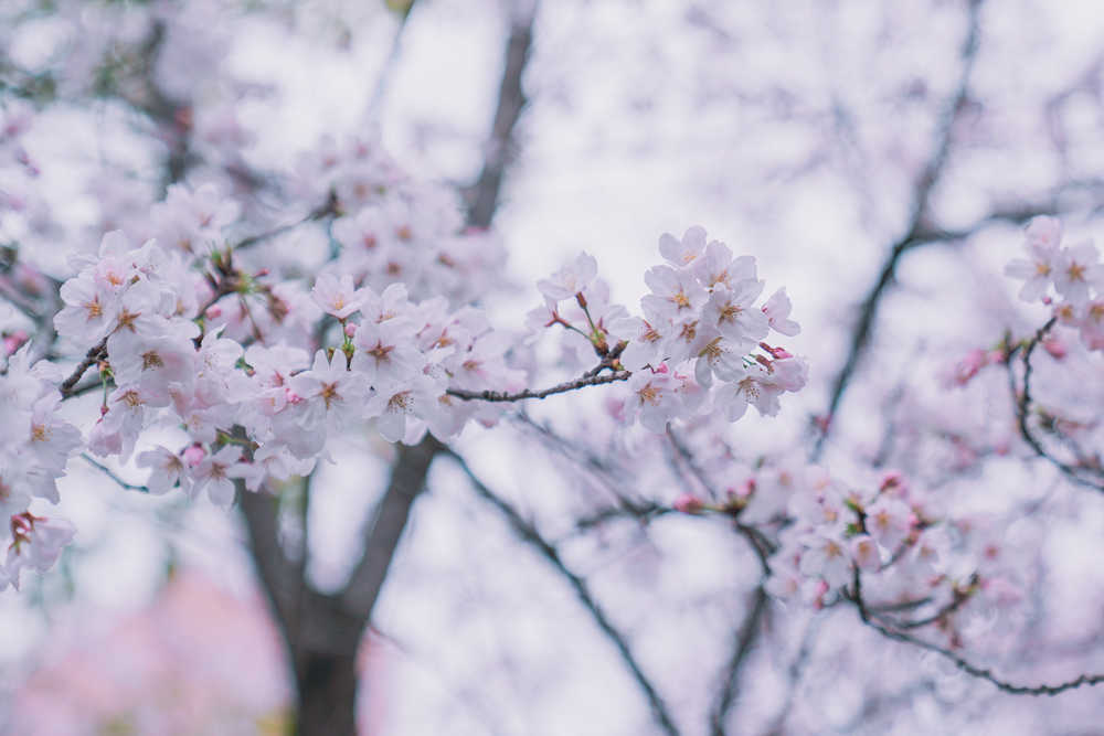 樱花季