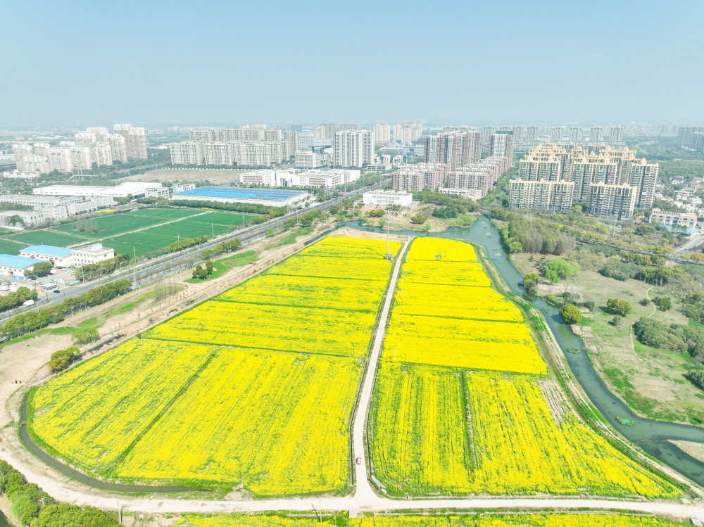 油菜花