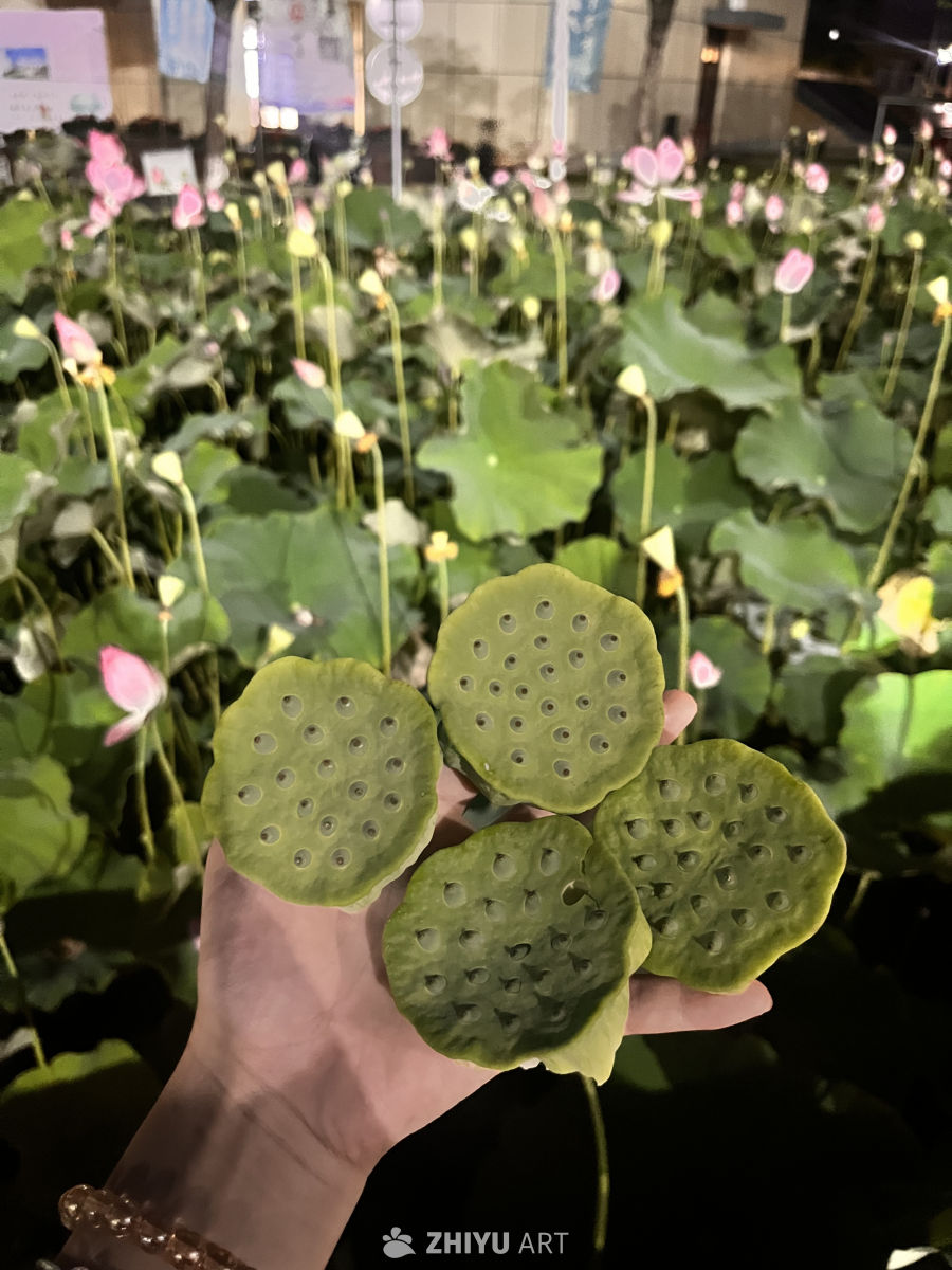 夜色中的莲蓬