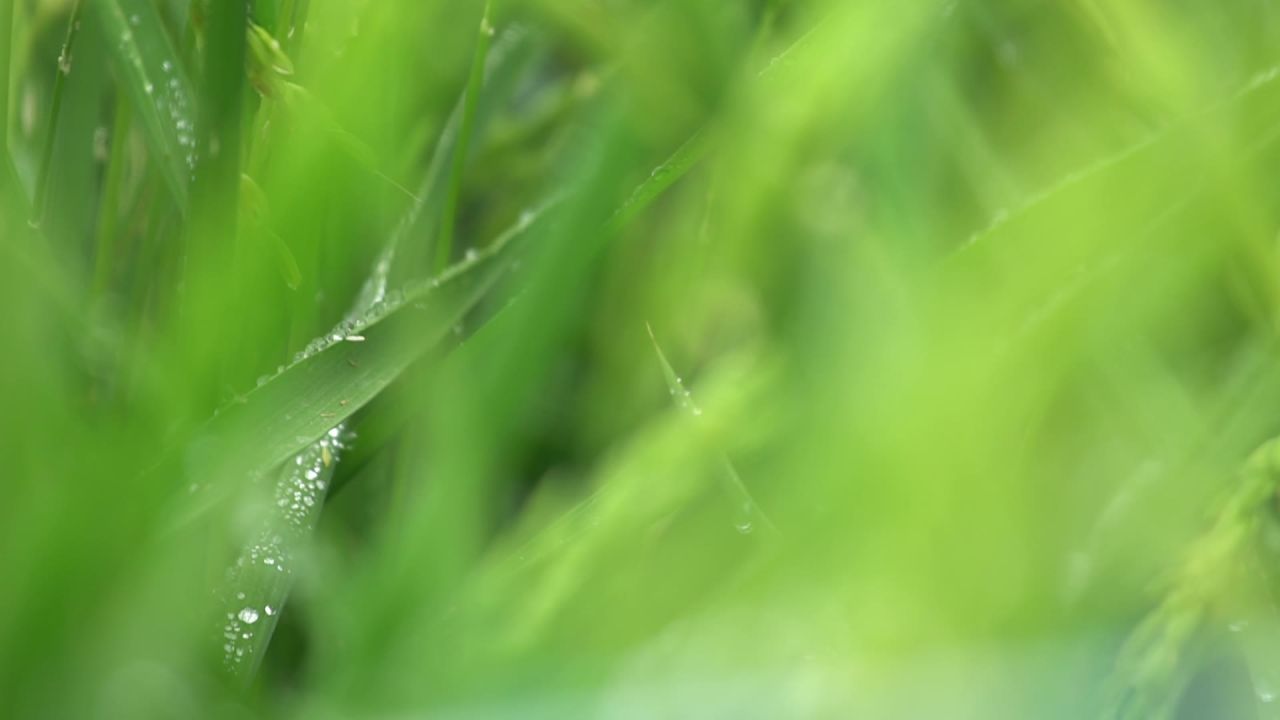 五常稻花香大米 2