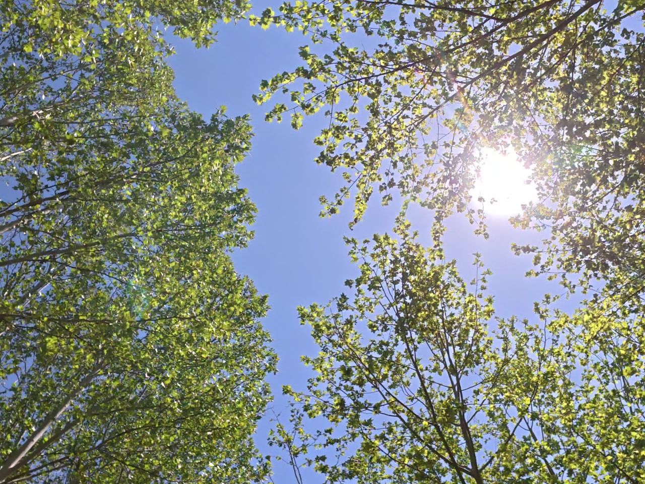 阳光下的森林