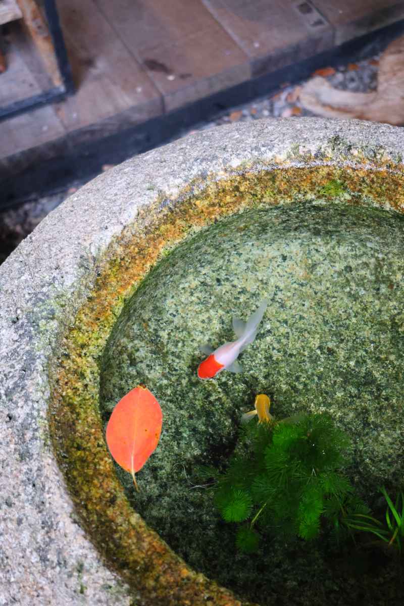 池鱼