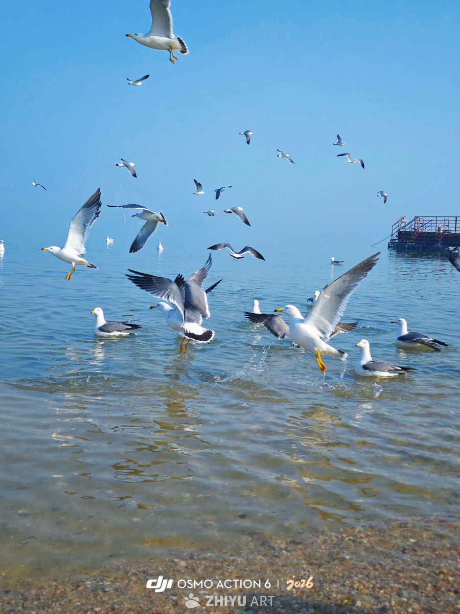 鸥舞蓬莱湾