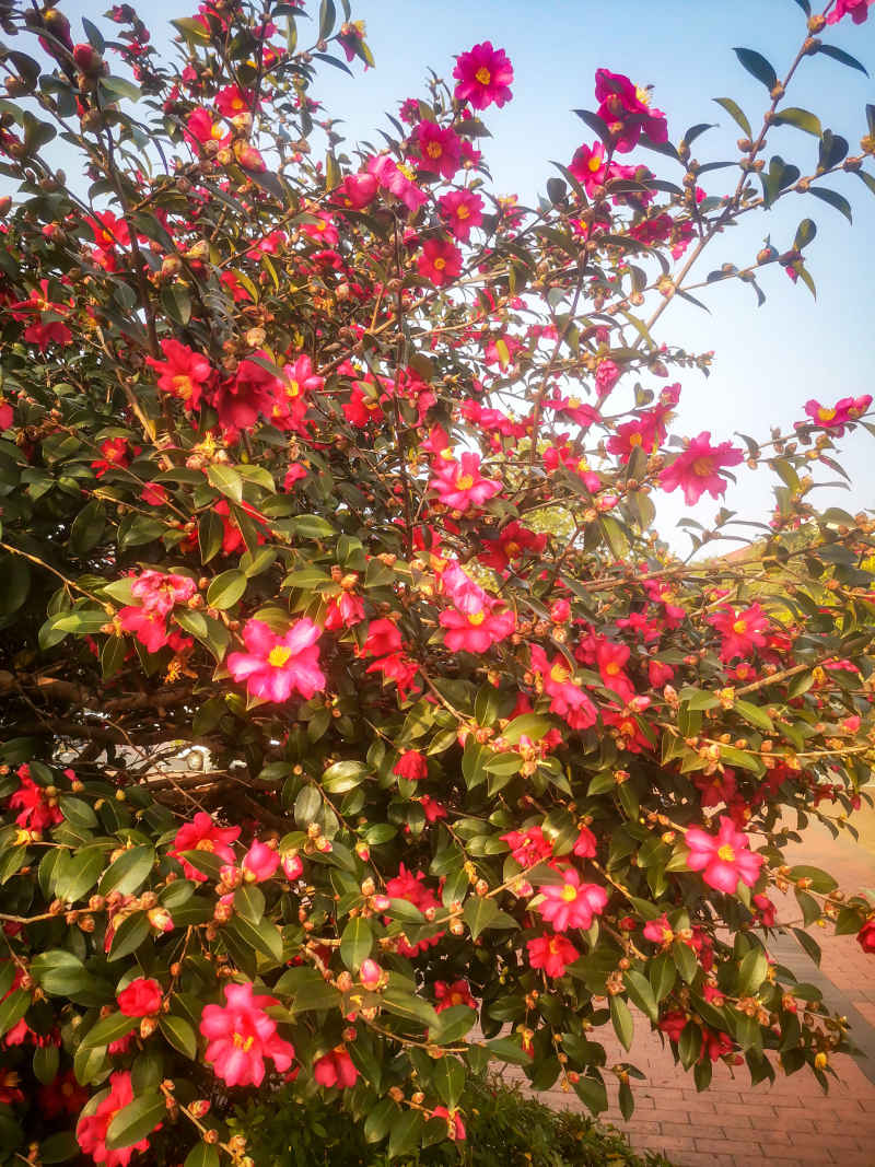 鲜花盛开山茶花花朵植物摄影图 