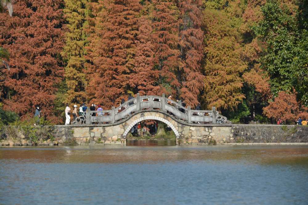 落羽杉，石桥，古桥，湖水，水面，秋天，倒影