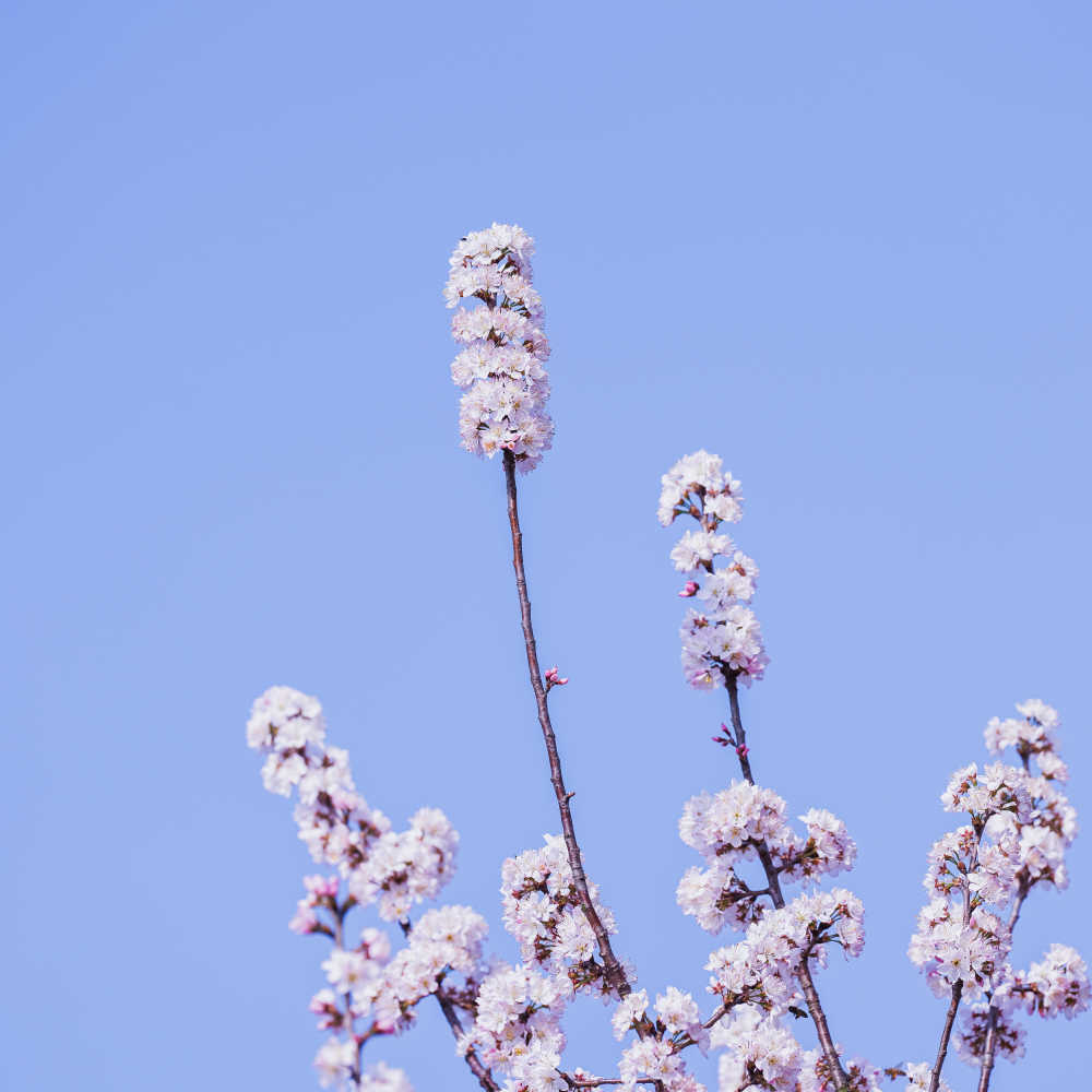 春天的那些花儿