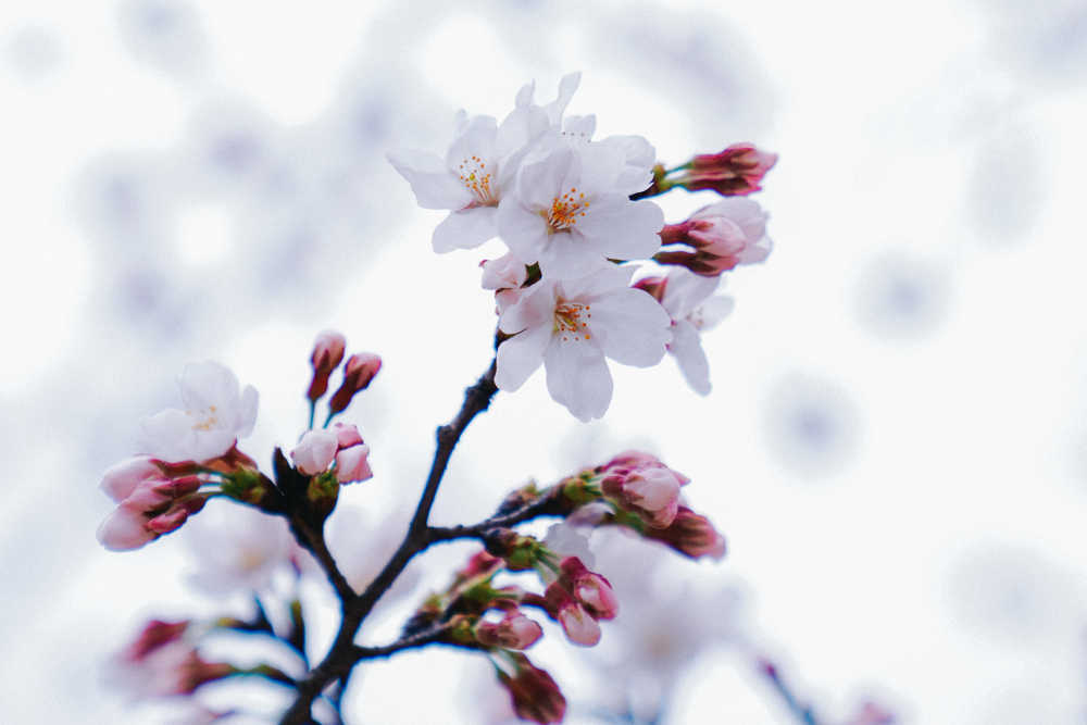 樱花季