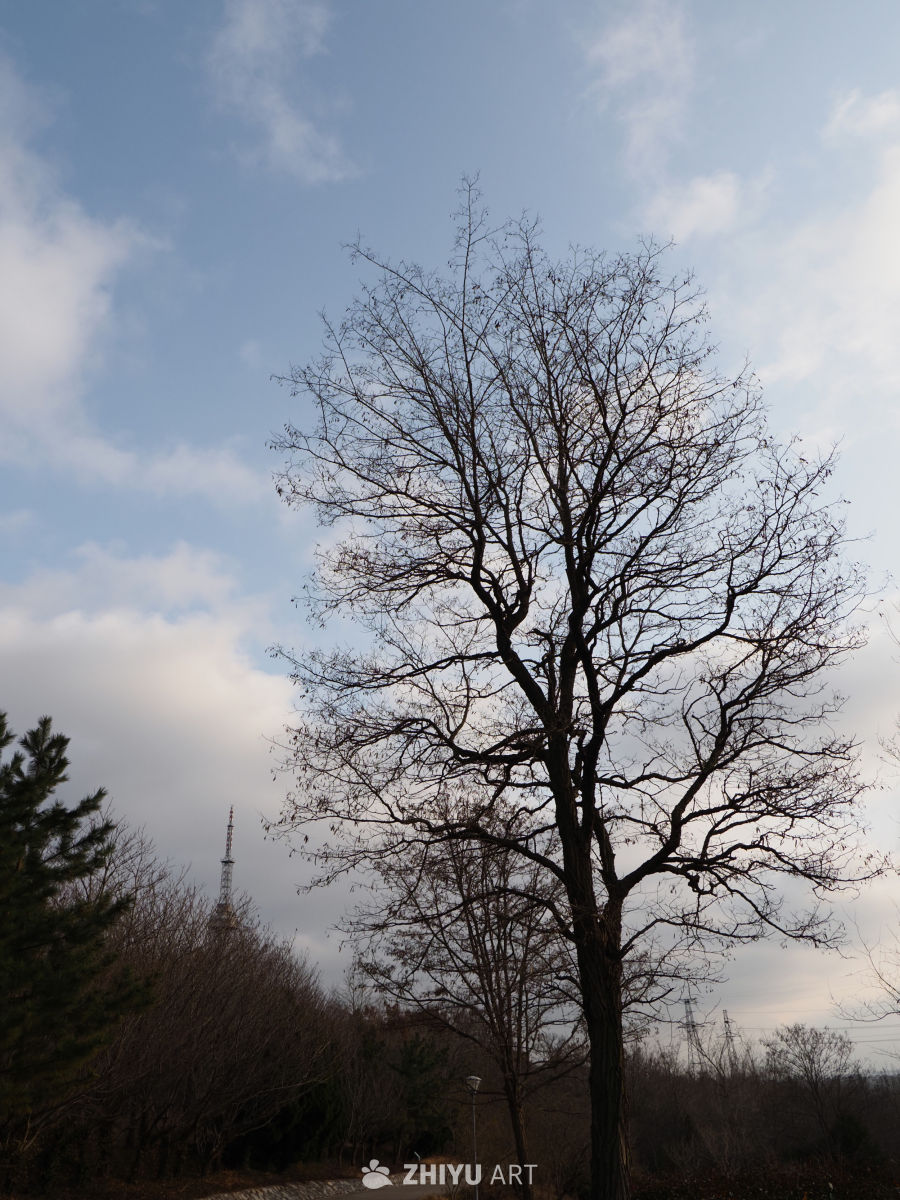 冬日枯树映蓝天