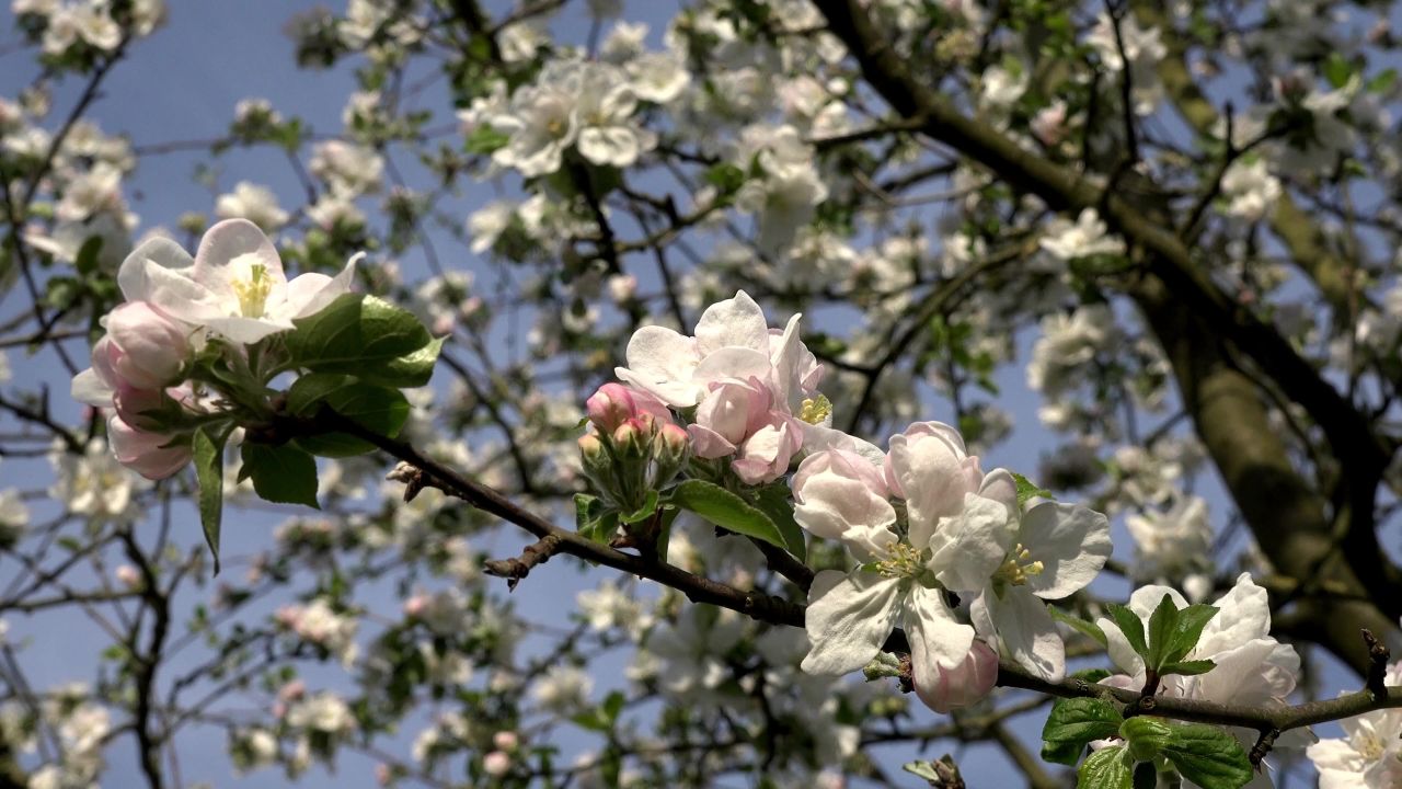 苹果花鲜花春白