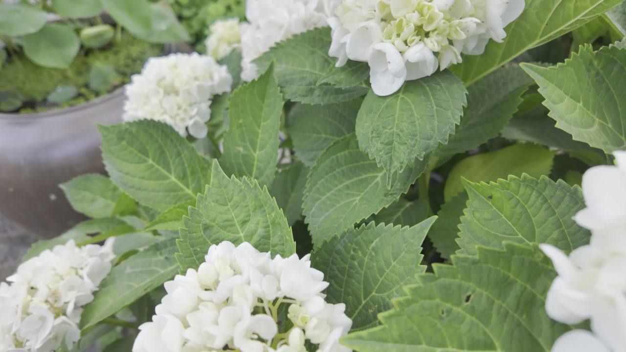 园林里的花花草草2 6