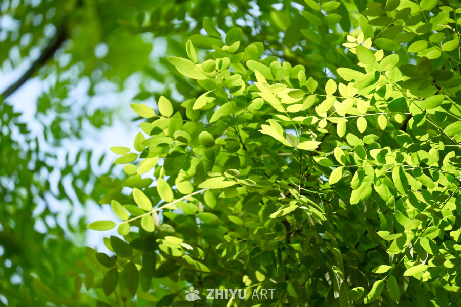 生命的气息 15