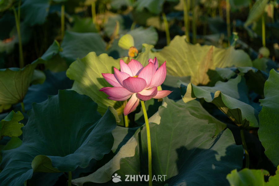 荷花 4