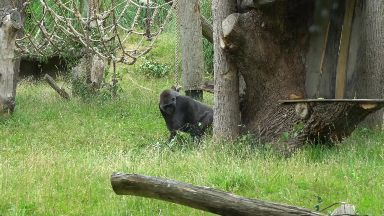 大猩猩动物园猿自然