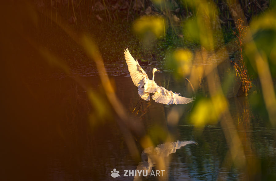 白鹭掠水，夕阳映辉