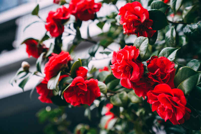 茶花 1