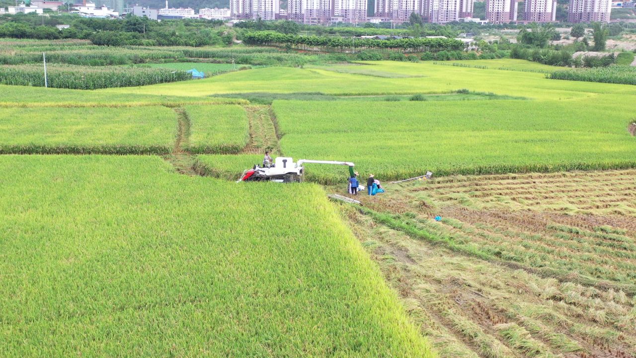 城市、稻田 14