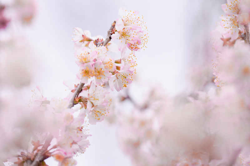 樱花季 12