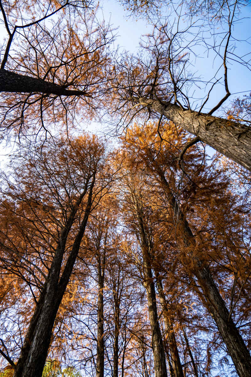 秋天枯萎植物水杉红木杉树摄影图 