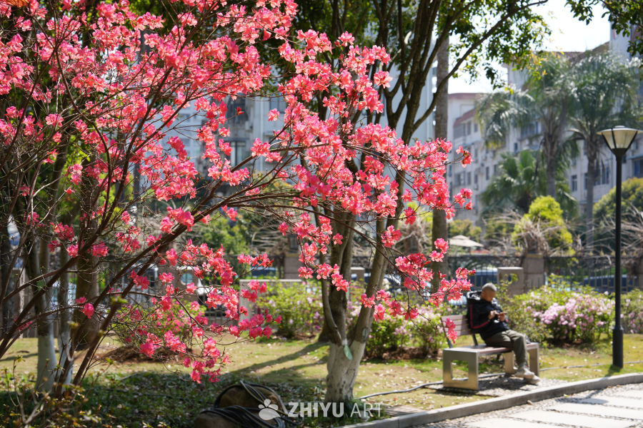 春日公园的悠闲时光