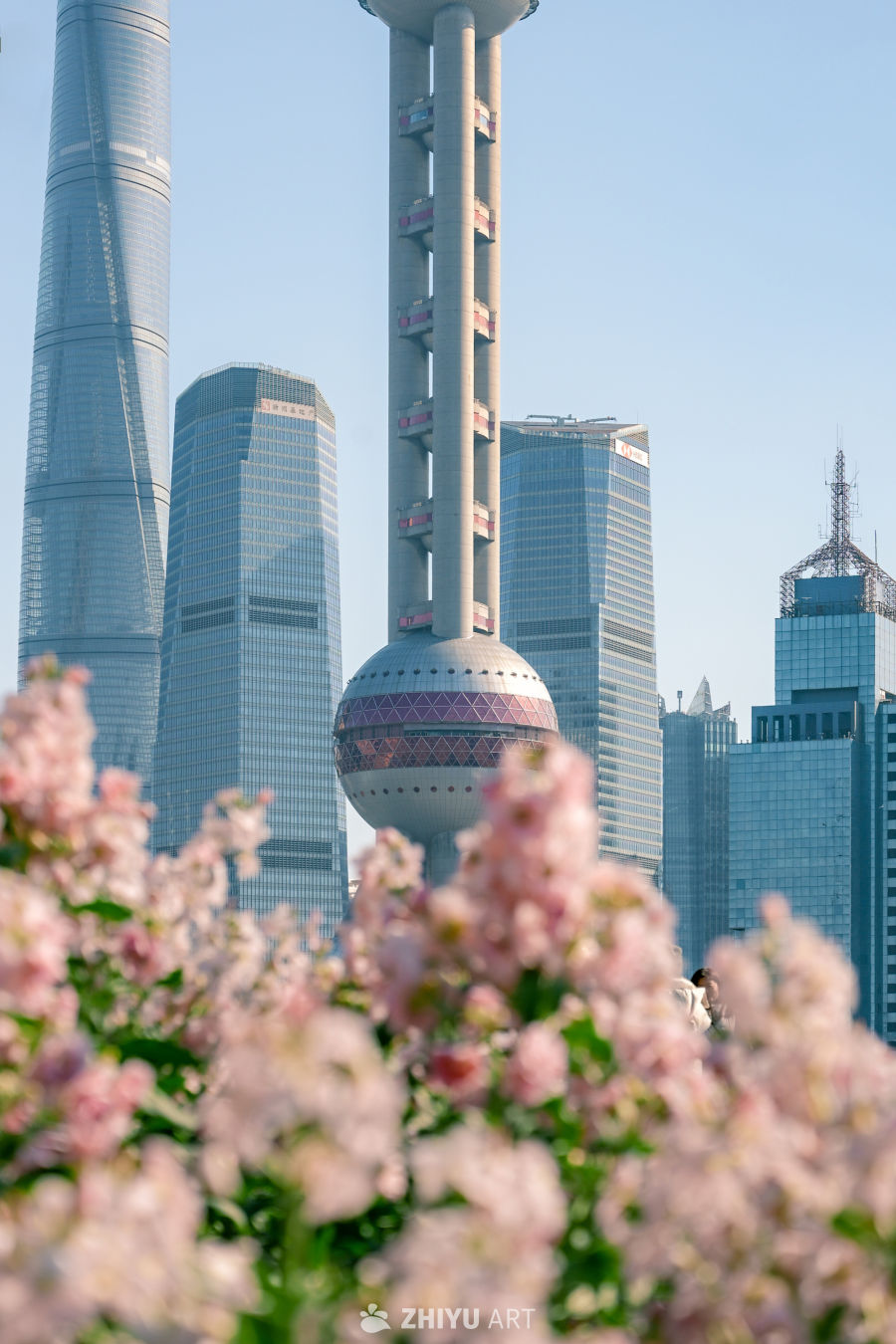 上海北外滩紫罗兰