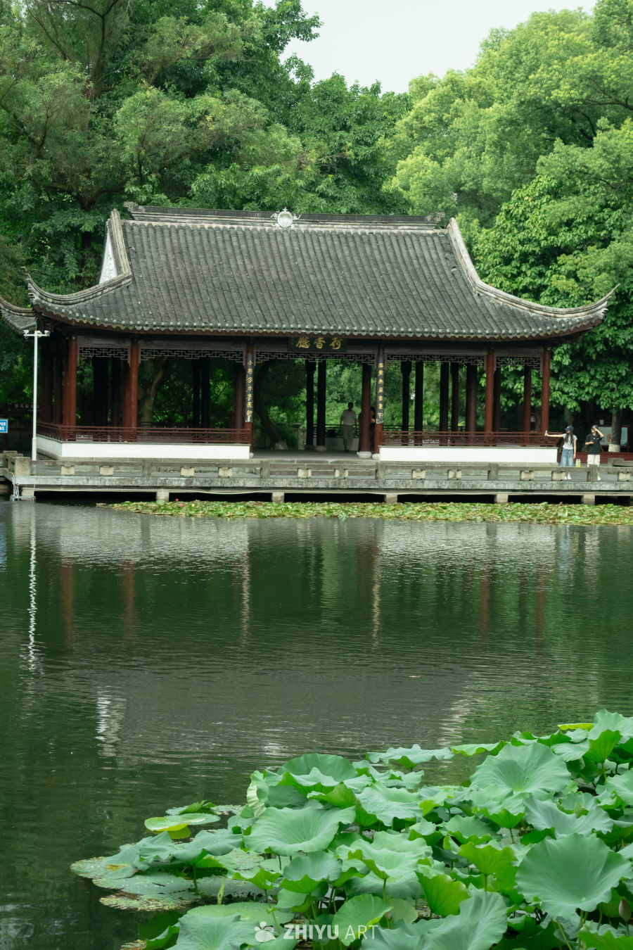 古亭荷塘静谧景