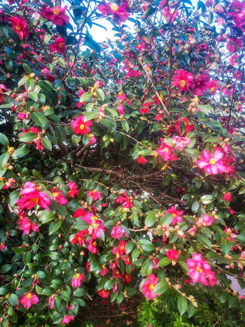 鲜花盛开山茶花花朵植物摄影图 