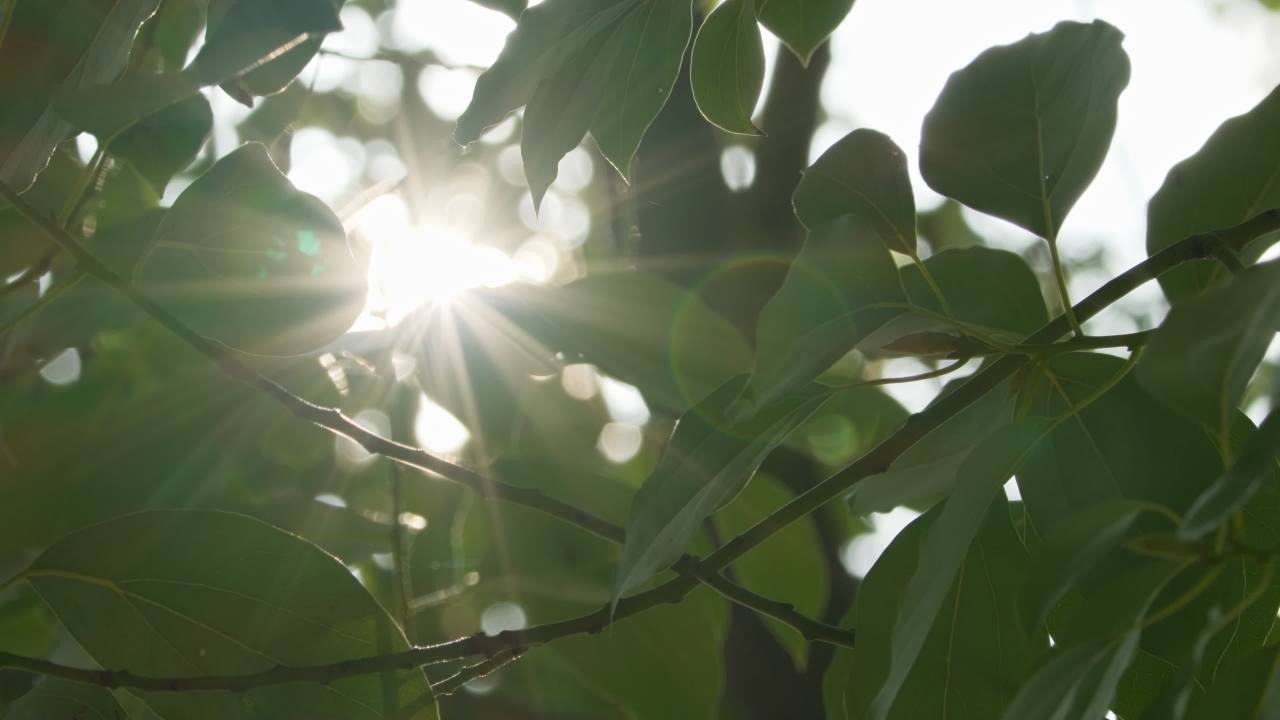 树木树叶阳光星芒逆光刺眼 28