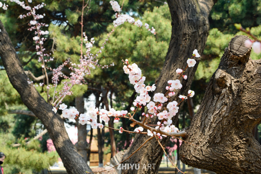 春花山桃