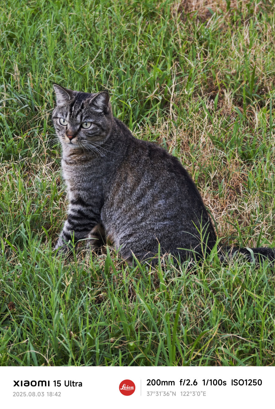 乖巧小猫