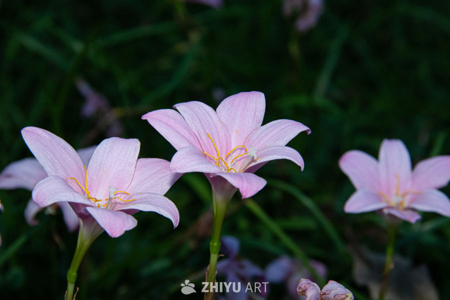 中药材与药材花 18