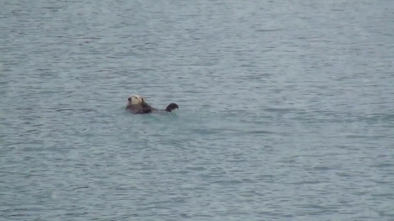 海獭游泳海太平洋