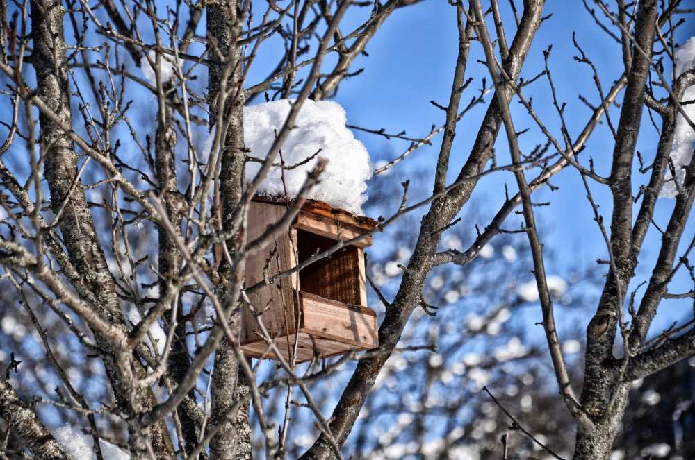 巢箱鸟雪树庇护