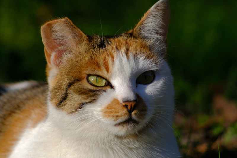 猫猫 8