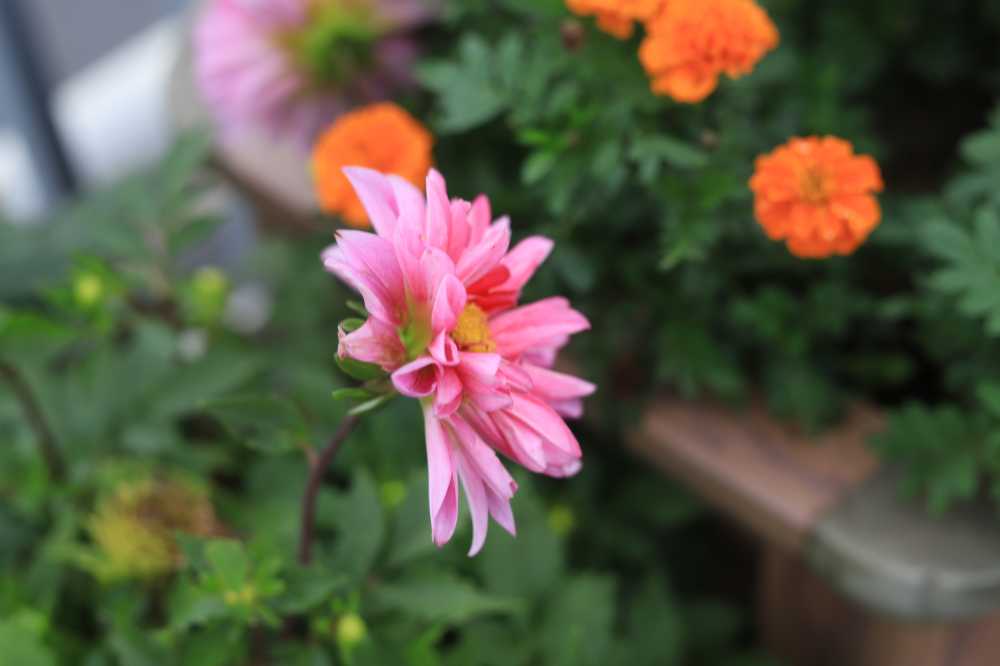 雨后红花