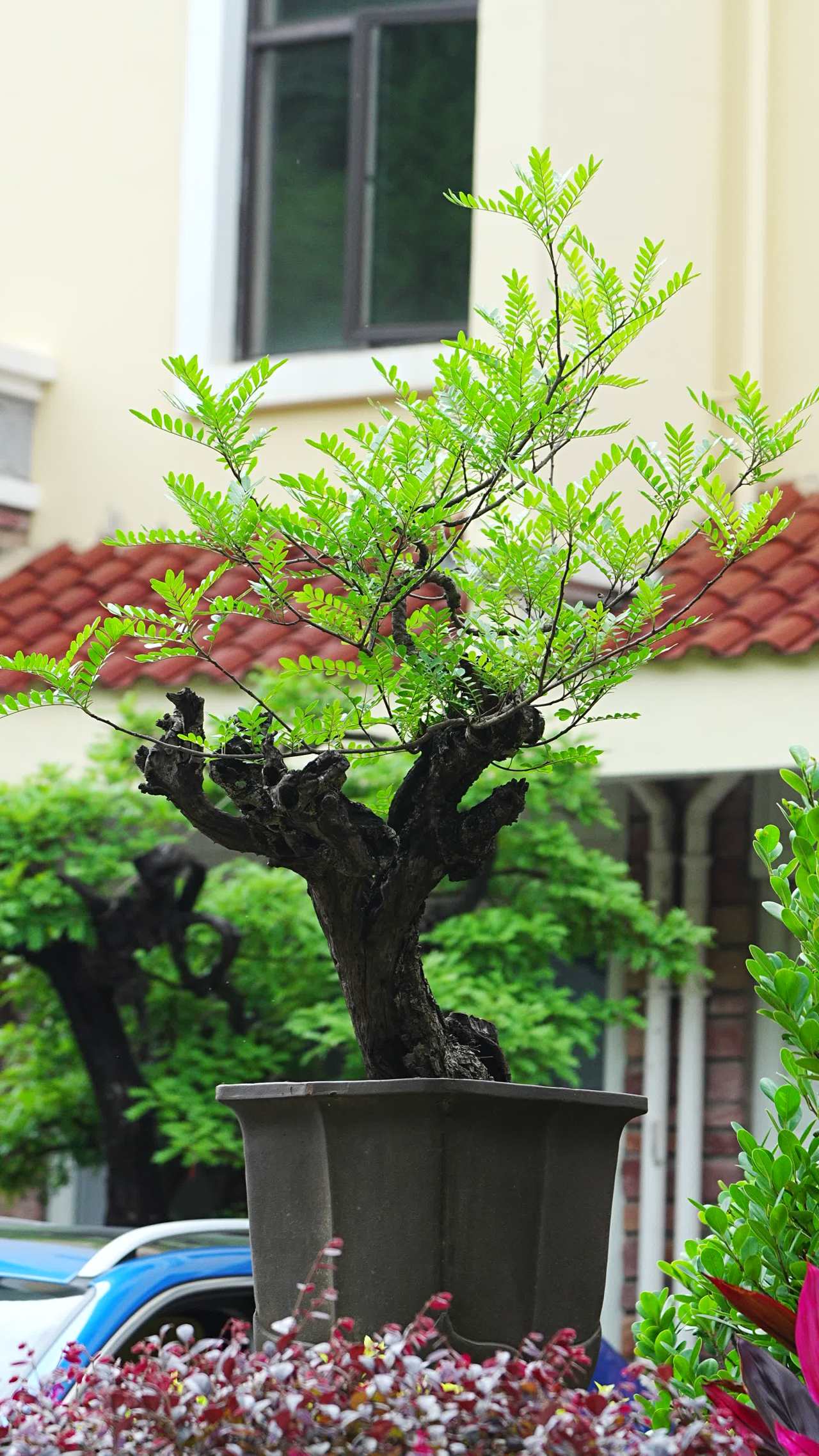 庭院中的盆景