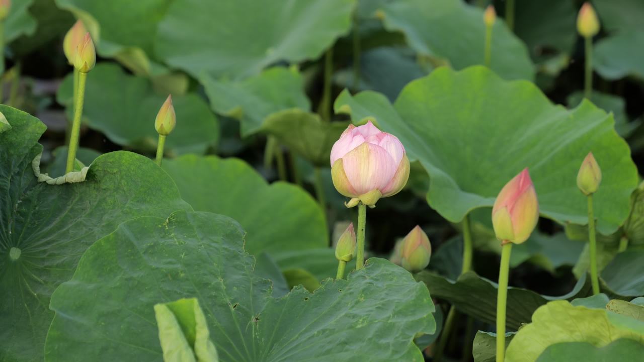 荷花 3