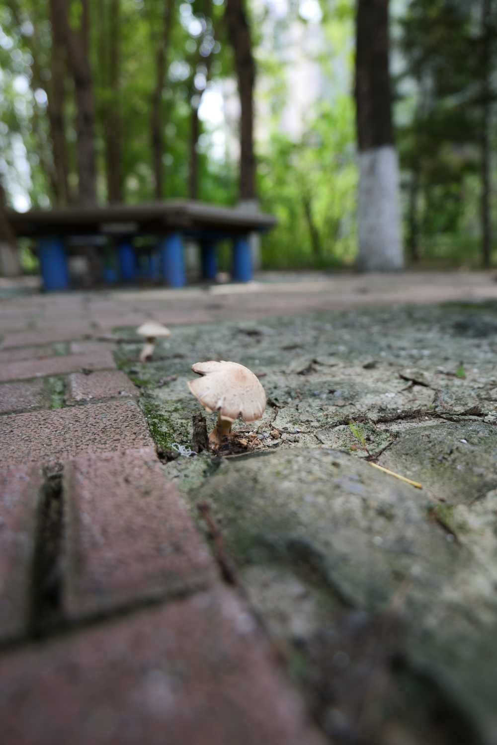 蘑菇