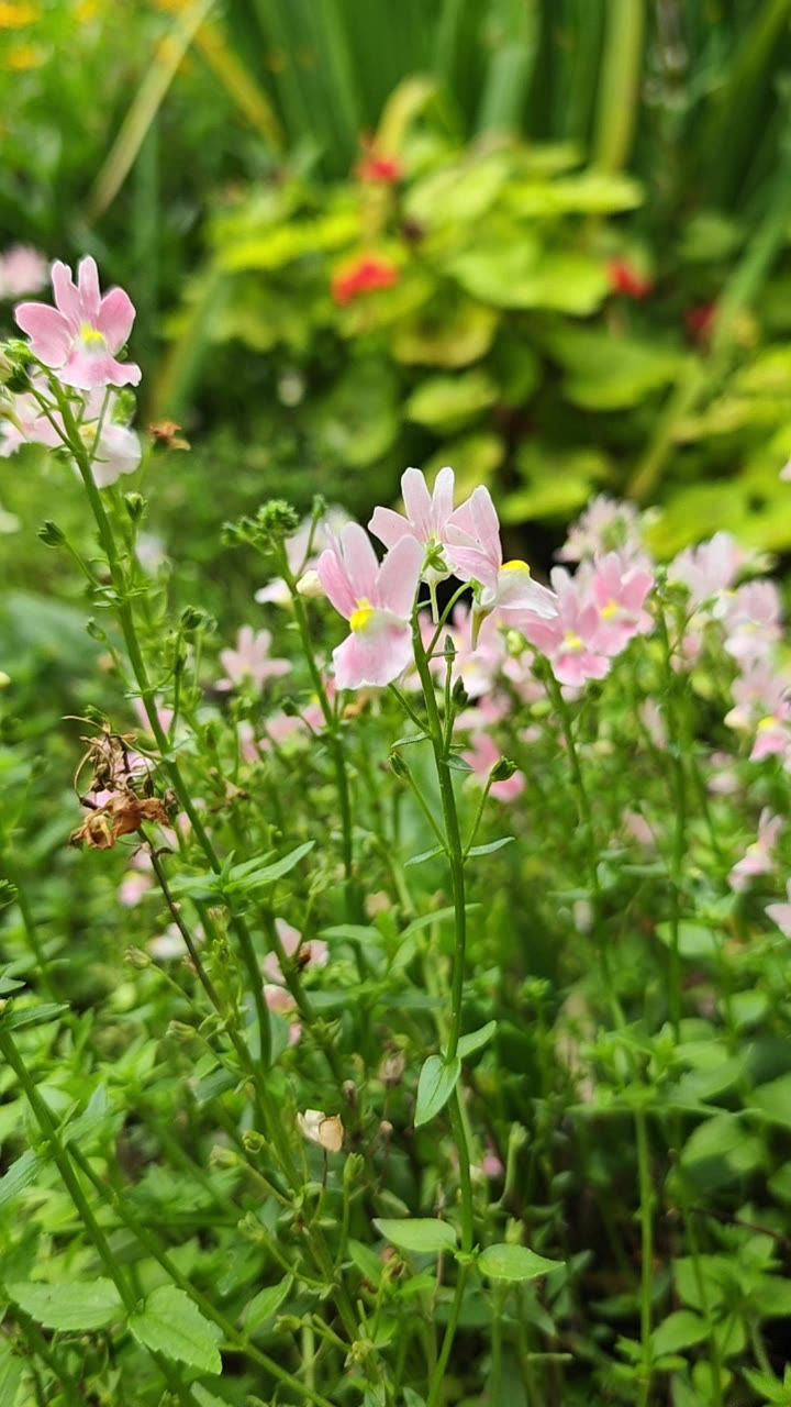 粉色小花
